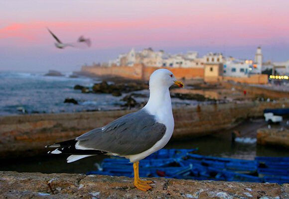 Essaouira Day Trip from Marrakech